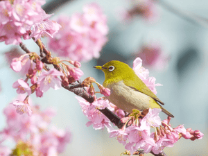 ¡Damos la bienvenida a la primavera!